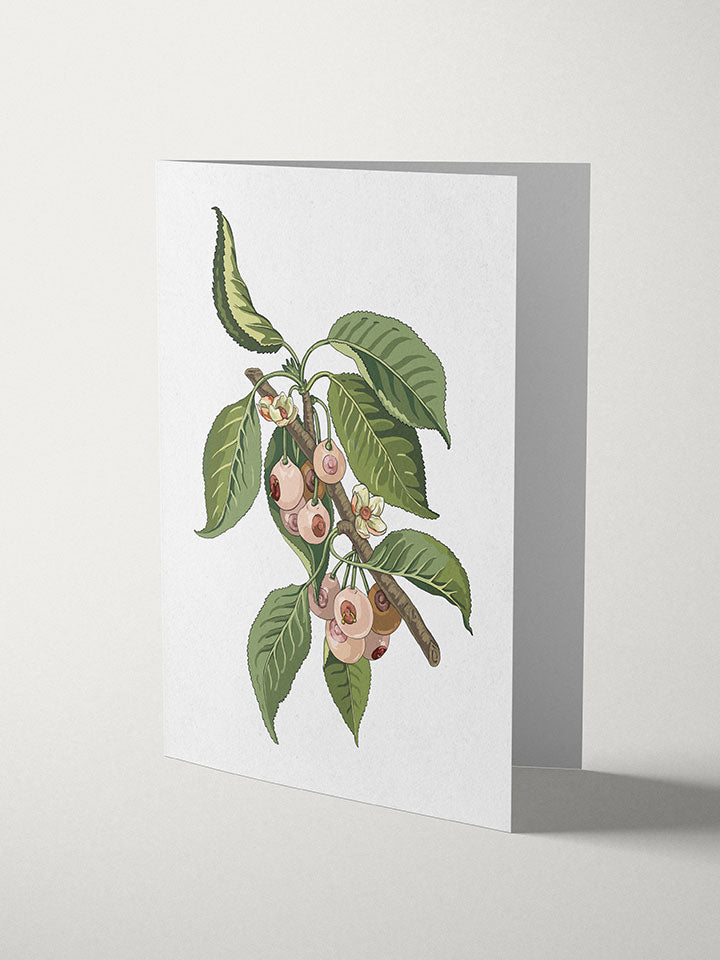 A6 greeting card with an Illustration of a tree branch with leaves that the fruits that are hanging from it look like boobs, on top of white background  - Art by useless treasures  